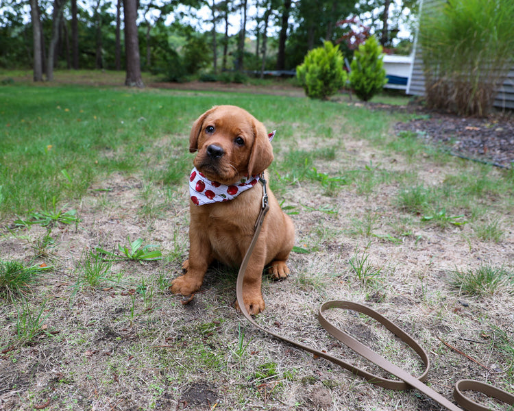 Bandanas and Bowties