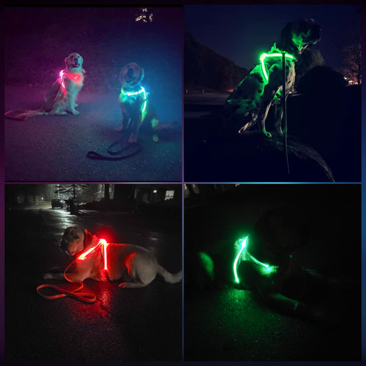 Noxgear LED gear for dogs & humans